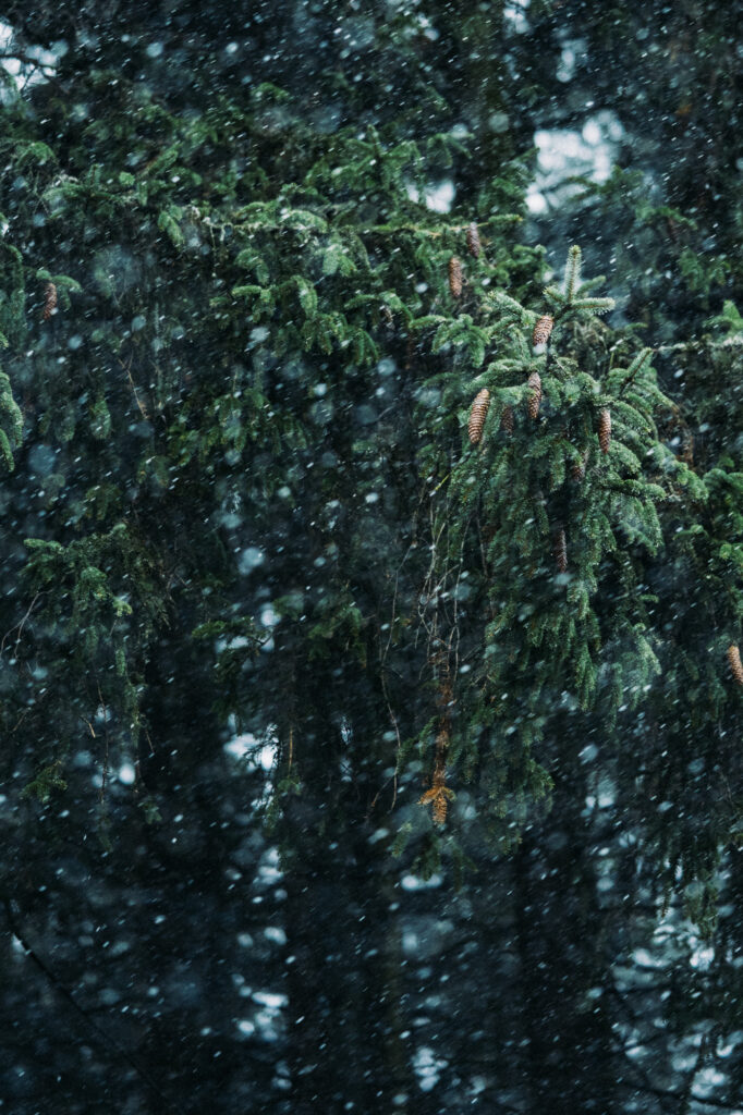 wilder Flockenwirbel im Winterwald im Erzgebirge