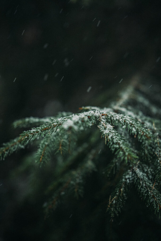 Flockenzauber auf Fichte im Winter im Erzgebirge