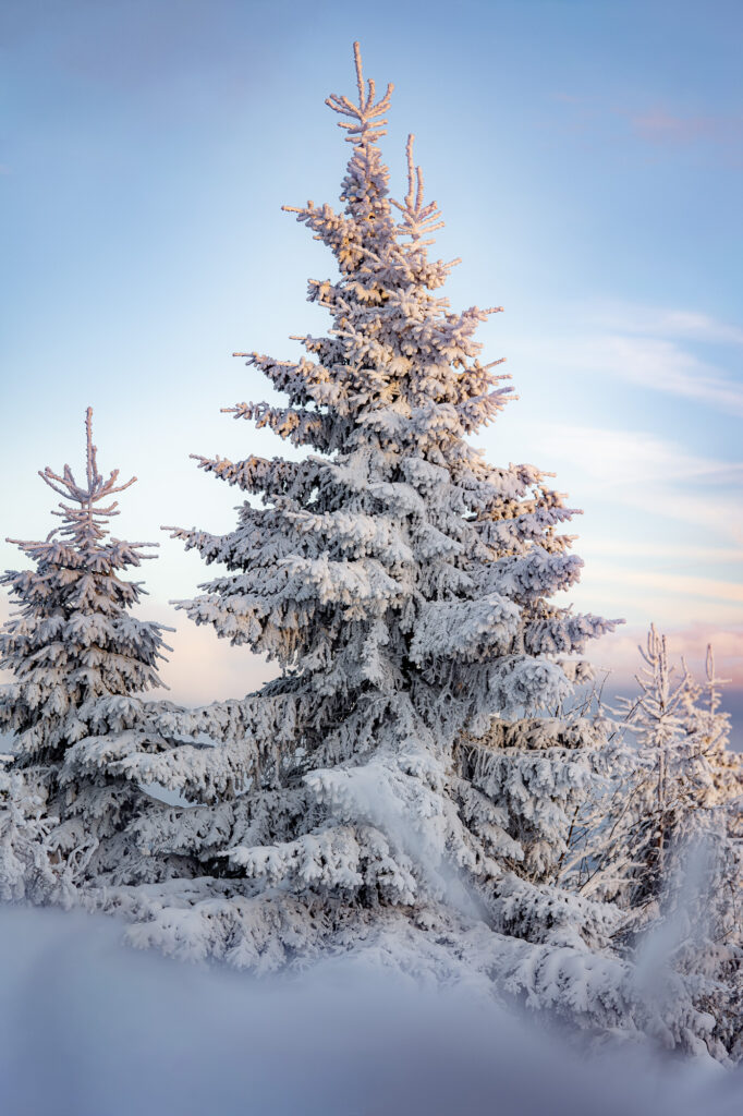 tief verschneite Fichten am Fichtelberg in Oberwiesenthal im Erzgebirge