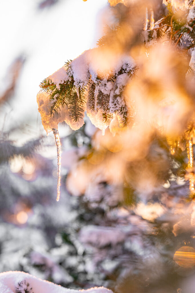 goldene Eiszapfen auf einer verschneiten fichte im Gegenlicht der Sonne auf dem Fichtelberg im Erzgebirge